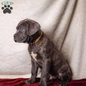 Eeyore, Cane Corso Puppy